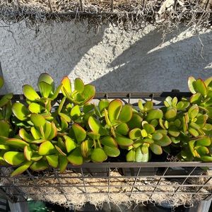 Lucky Jade succulent. Rooted. Grown in 4 inch pots.